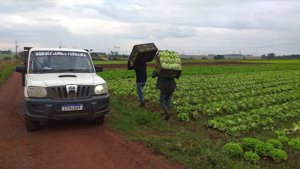 Horta agro legumes Ferreira — foto 6