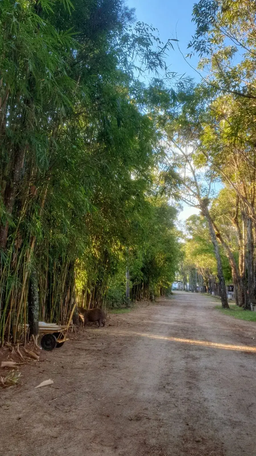 Camping Costa do Sol — foto 6