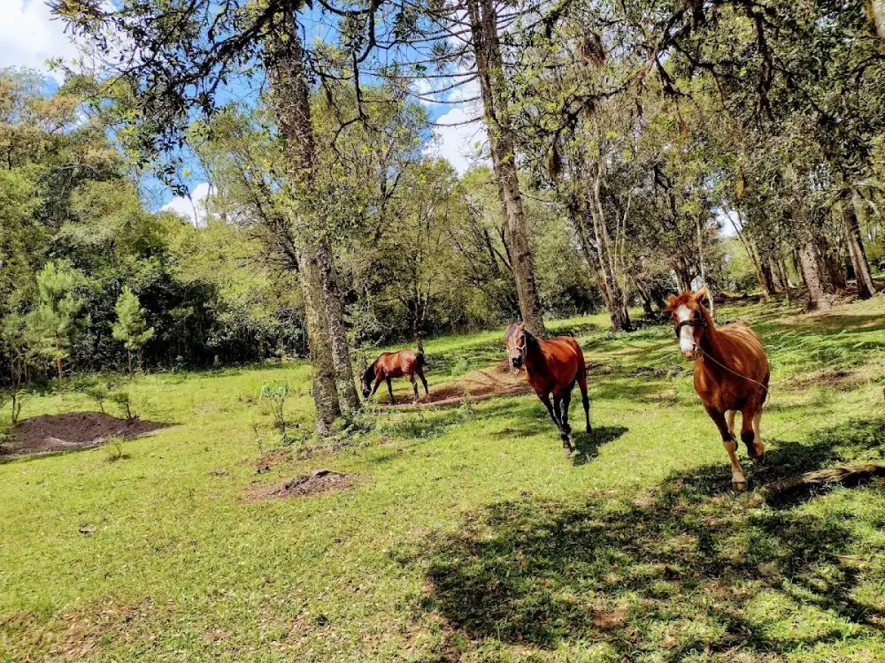 CQamping Rancho Pipo's — foto 6