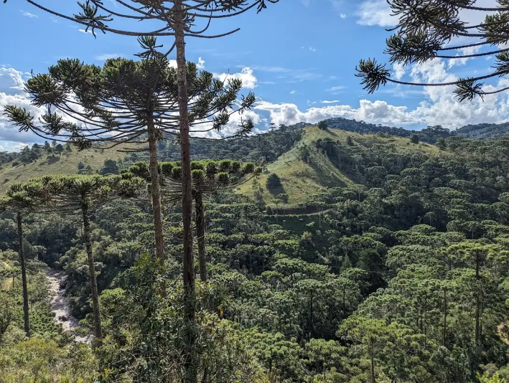 Parque Estadual Campos do Jordão (Horto Florestal) — foto 6