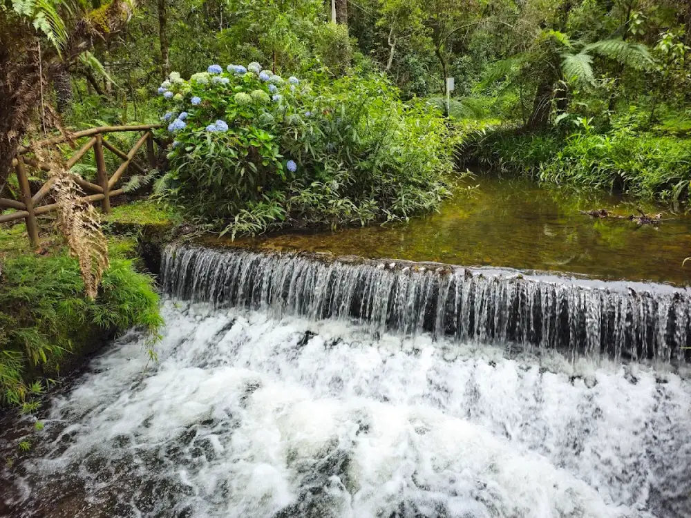 Parque Estadual Campos do Jordão (Horto Florestal)