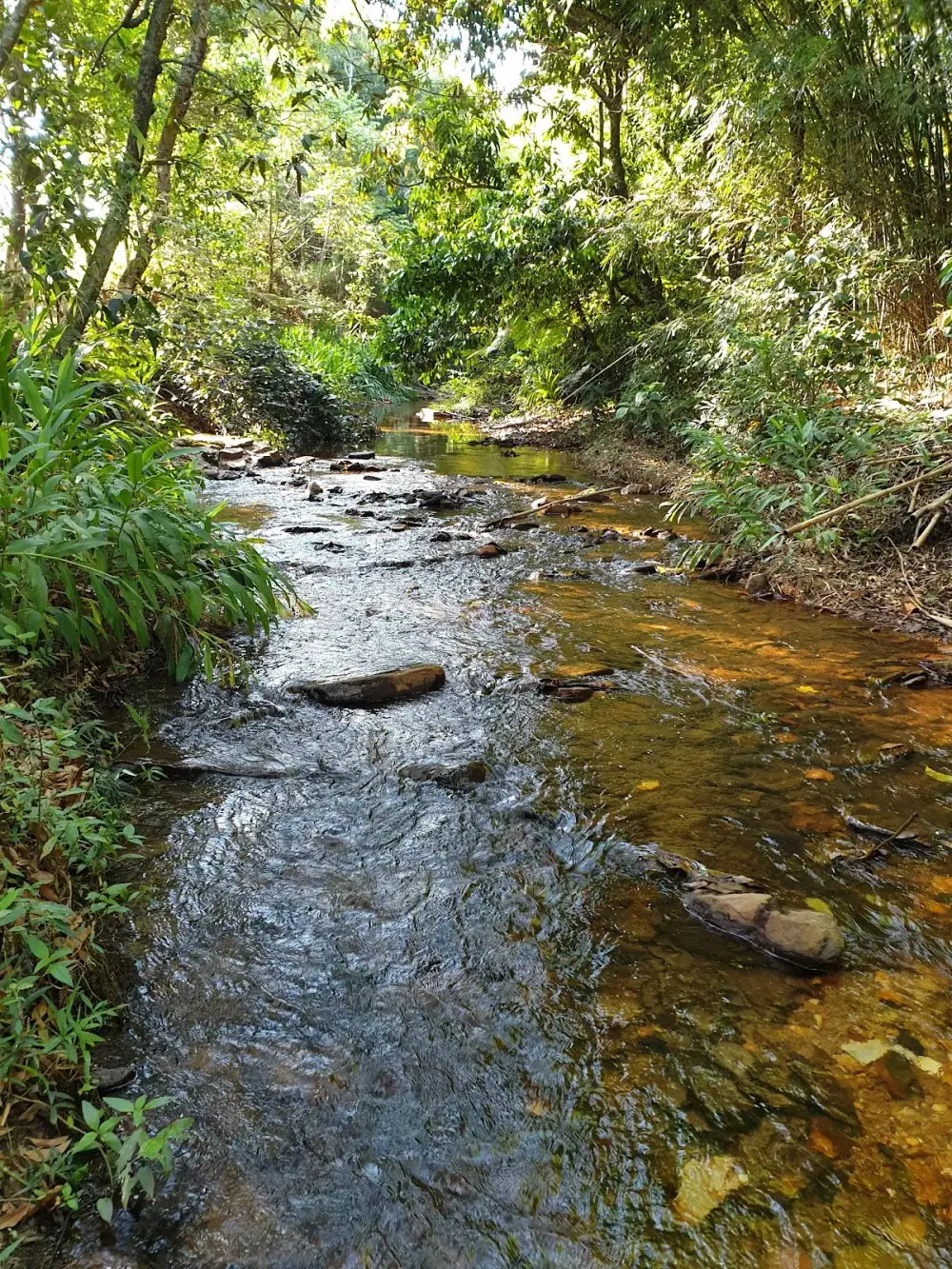 Camping Canarinho — foto 6
