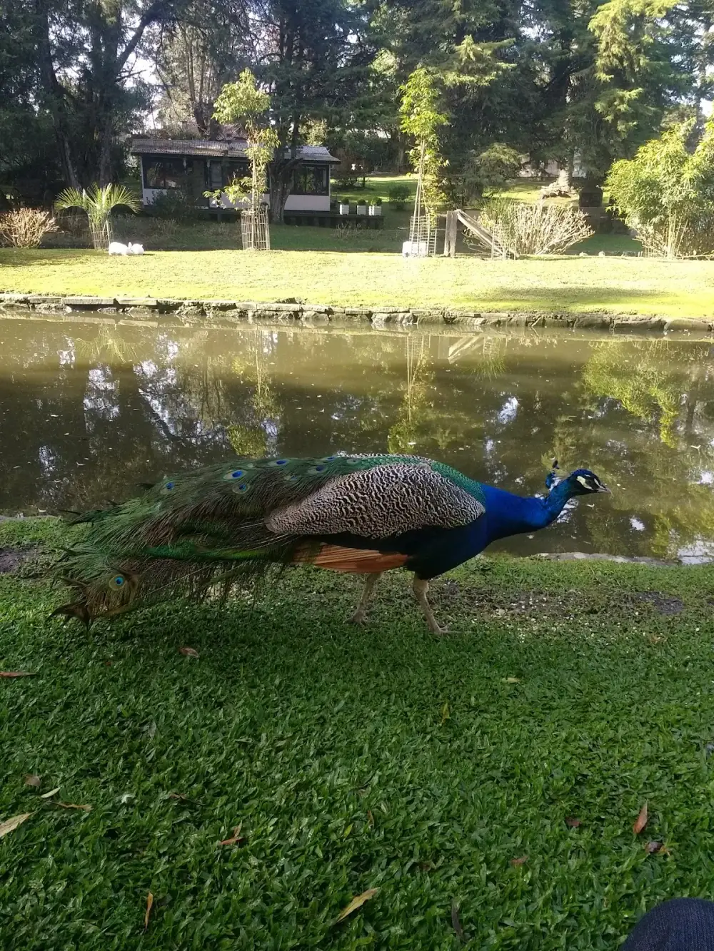 Camping Gramado — foto 6